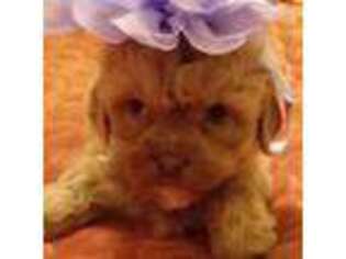 Shih-Poo Puppy for sale in Charleston, SC, USA