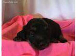 Dachshund Puppy for sale in Hillsboro, AL, USA