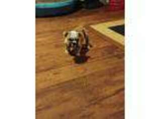 Bulldog Puppy for sale in Shelbyville, IL, USA