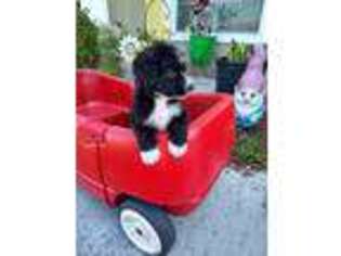 Mutt Puppy for sale in Plant City, FL, USA