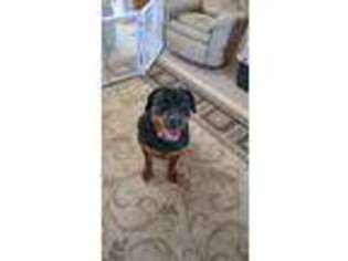 Rottweiler Puppy for sale in Fountain, CO, USA