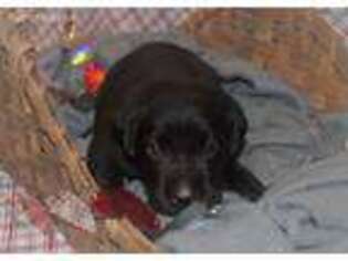 Labrador Retriever Puppy for sale in Union, MO, USA