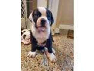 American Bulldog Puppy for sale in Largo, FL, USA