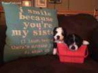 Havanese Puppy for sale in Annandale, MN, USA