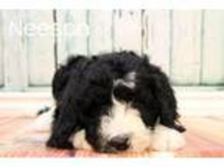Old English Sheepdog Puppy for sale in Logan, UT, USA