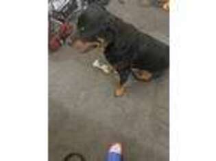 Rottweiler Puppy for sale in Virginia Beach, VA, USA
