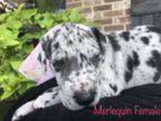 Great Dane Puppy for sale in Iuka, MS, USA