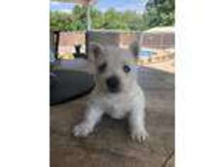 West Highland White Terrier Puppy for sale in Bedford, IN, USA