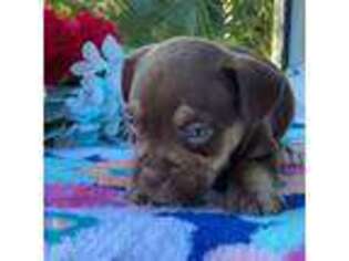 Mutt Puppy for sale in Deltona, FL, USA