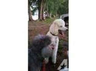 Mutt Puppy for sale in CAPE CORAL, FL, USA