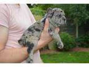 French Bulldog Puppy for sale in Garden Grove, CA, USA