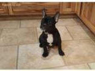 French Bulldog Puppy for sale in Kingston, OH, USA