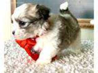 Havanese Puppy for sale in Christiana, PA, USA