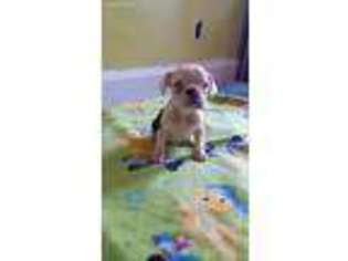 Bulldog Puppy for sale in Philo, OH, USA