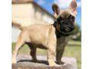 French Bulldog Puppy for sale in Pembroke Pines, FL, USA