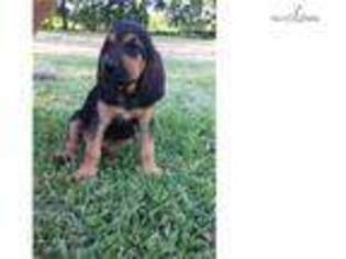Bloodhound Puppy for sale in Houston, TX, USA