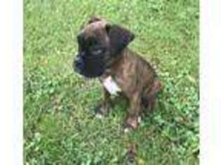 Boxer Puppy for sale in Mansfield, MO, USA