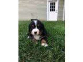 Bernese Mountain Dog Puppy for sale in Metamora, IL, USA