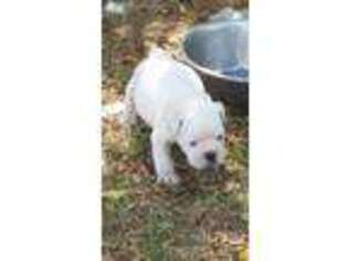 Bulldog Puppy for sale in Newport, WA, USA