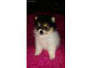 Pomeranian Puppy for sale in Central, SC, USA