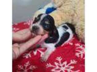 Dachshund Puppy for sale in Newalla, OK, USA