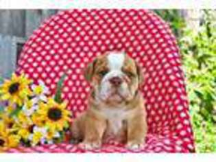 Bulldog Puppy for sale in Lancaster, PA, USA