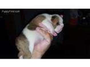 Bulldog Puppy for sale in Flint, MI, USA