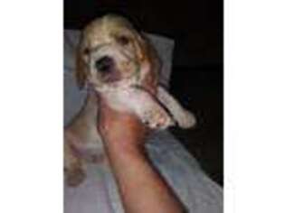 Basset Hound Puppy for sale in Bloomsburg, PA, USA