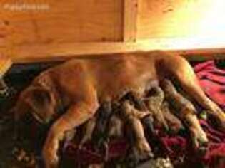 Boerboel Puppy for sale in Wister, OK, USA