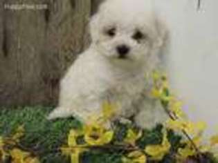 Cavapoo Puppy for sale in Eldorado, OH, USA