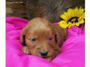Goldendoodle Puppy for sale in Woodburn, IN, USA