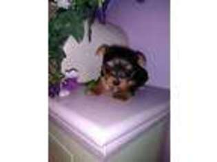 Yorkshire Terrier Puppy for sale in Clayton, IN, USA