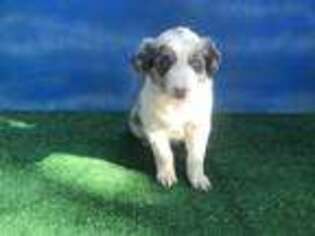 Border Collie Puppy for sale in Castro Valley, CA, USA