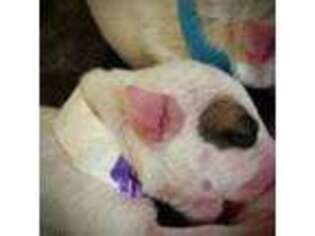 Bull Terrier Puppy for sale in West Palm Beach, FL, USA