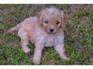 Cavapoo Puppy for sale in Mcpherson, KS, USA