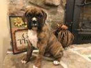 Boxer Puppy for sale in Elizabethtown, PA, USA