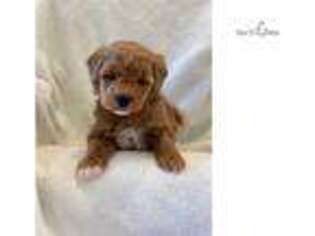 Goldendoodle Puppy for sale in Harrisburg, PA, USA