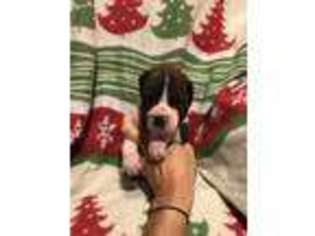 Boxer Puppy for sale in Red House, WV, USA