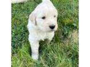 Golden Retriever Puppy for sale in Meeker, CO, USA