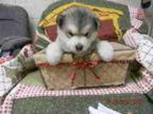 Alaskan Malamute Puppy for sale in Mount Pleasant Mills, PA, USA