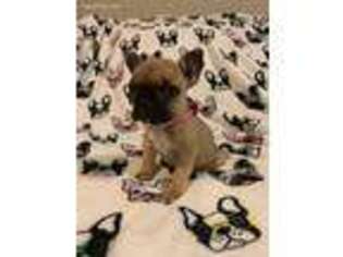 French Bulldog Puppy for sale in Las Cruces, NM, USA