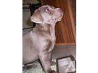 Labrador Retriever Puppy for sale in BENTON, MS, USA