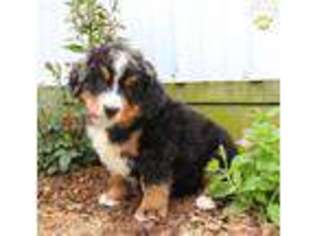 Bernese Mountain Dog Puppy for sale in Belleville, PA, USA