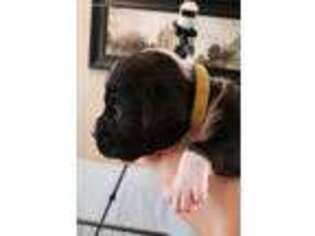 Boxer Puppy for sale in Litchfield Park, AZ, USA