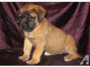 Mastiff Puppy for sale in BONNIEVILLE, KY, USA