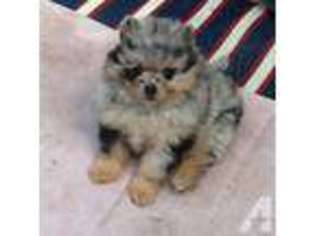 Pomeranian Puppy for sale in SANTA ROSA, CA, USA