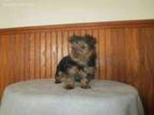 Yorkshire Terrier Puppy for sale in Thorp, WI, USA