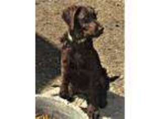 Labradoodle Puppy for sale in Highmore, SD, USA