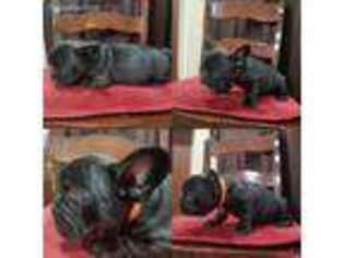 French Bulldog Puppy for sale in La Verne, CA, USA