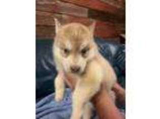 Siberian Husky Puppy for sale in Nashville, MI, USA